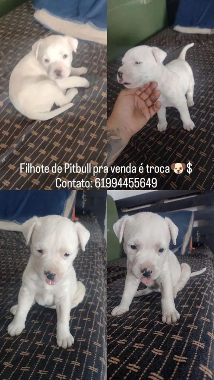 Pitbull fêmea 
