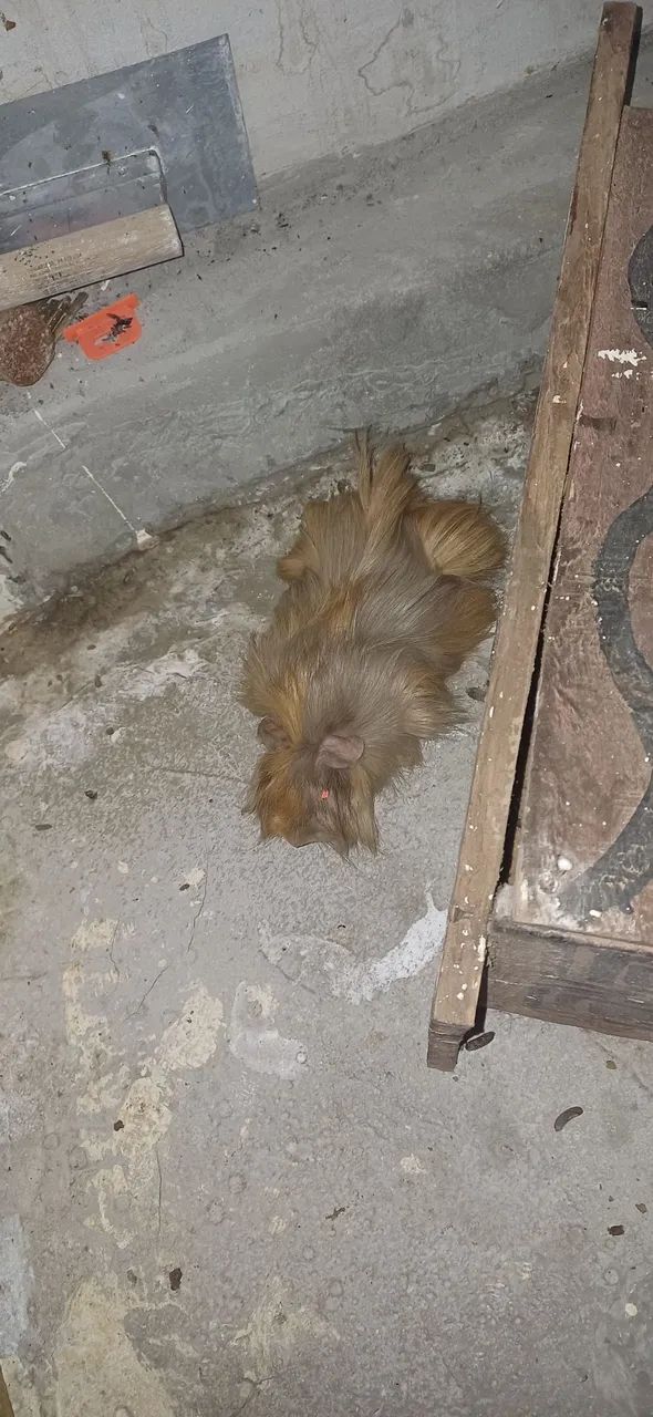 Vendo porquinho da Índia - Foto 4