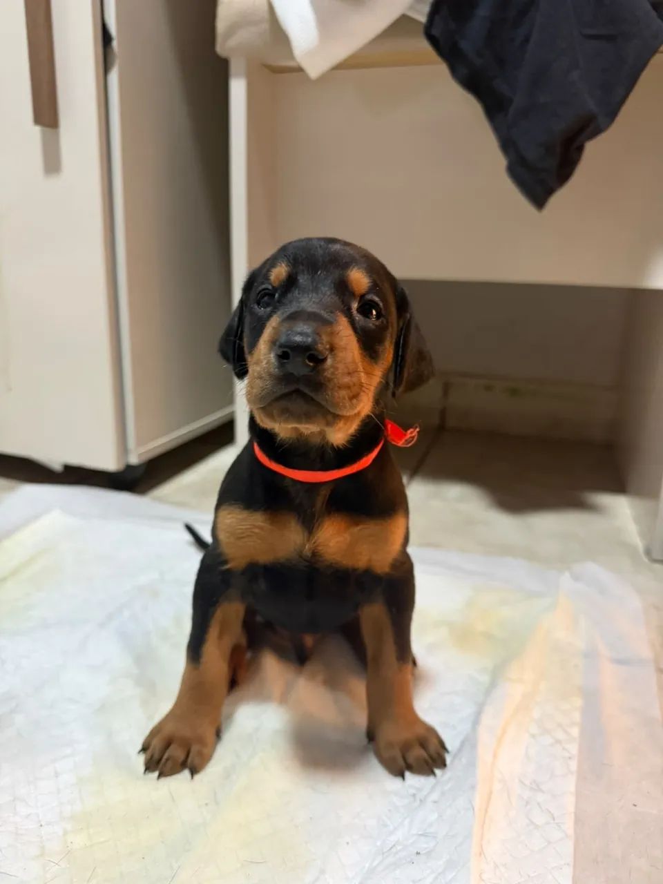 Filhote de DOBERMAN  - Foto 2