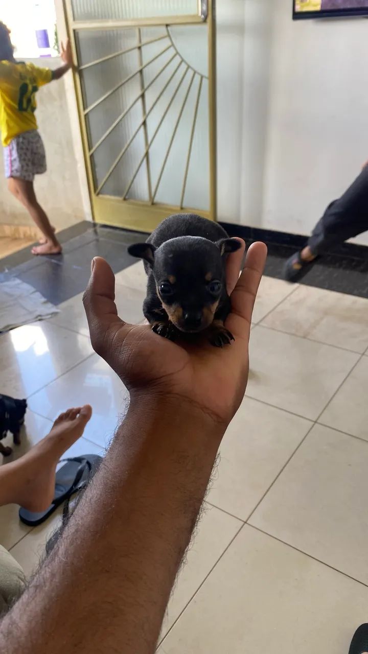 Pinscher  00