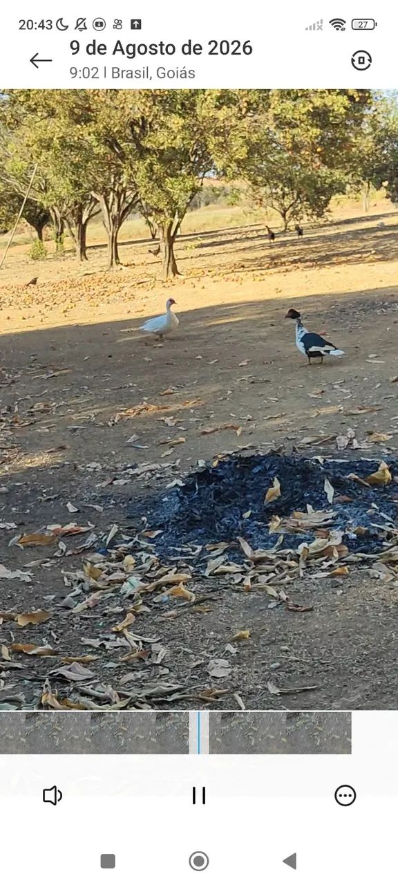 Patos