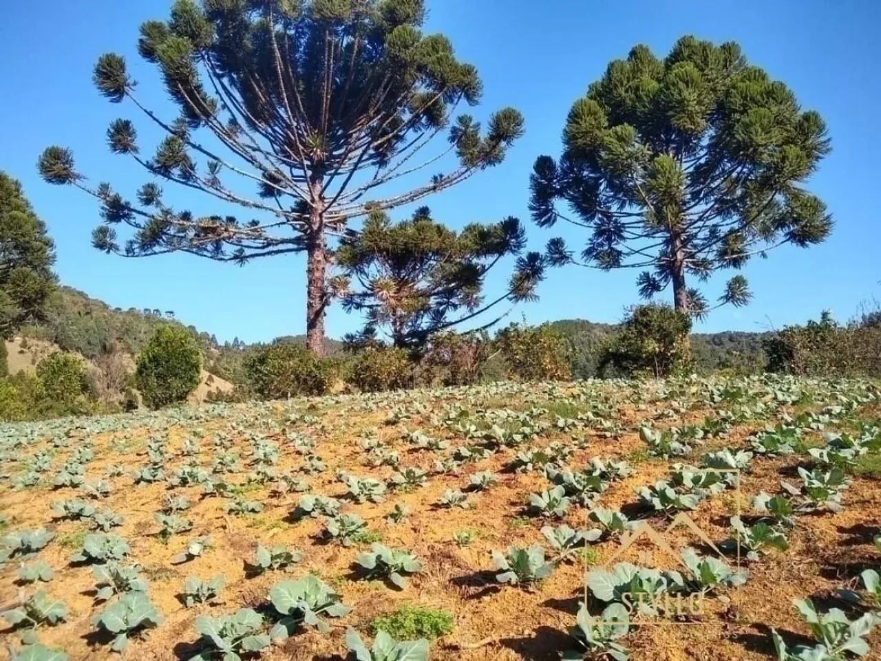 Sítio em Centro, Anitápolis/SC - Foto 3