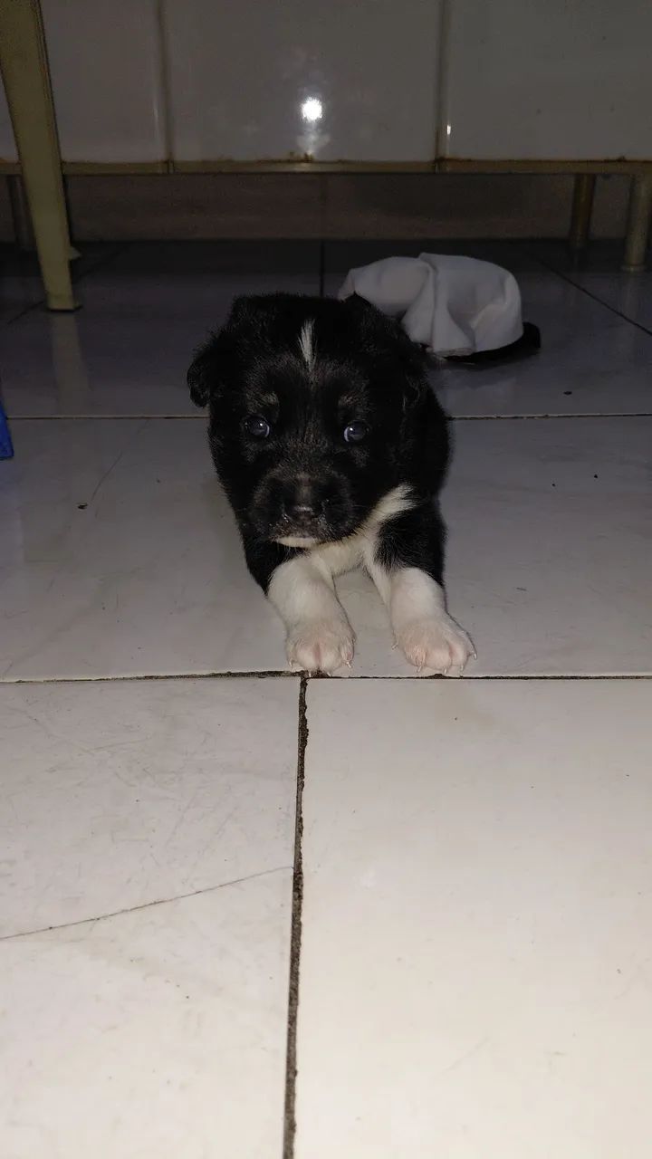 HUSKY SIBERIANO  - Foto 4