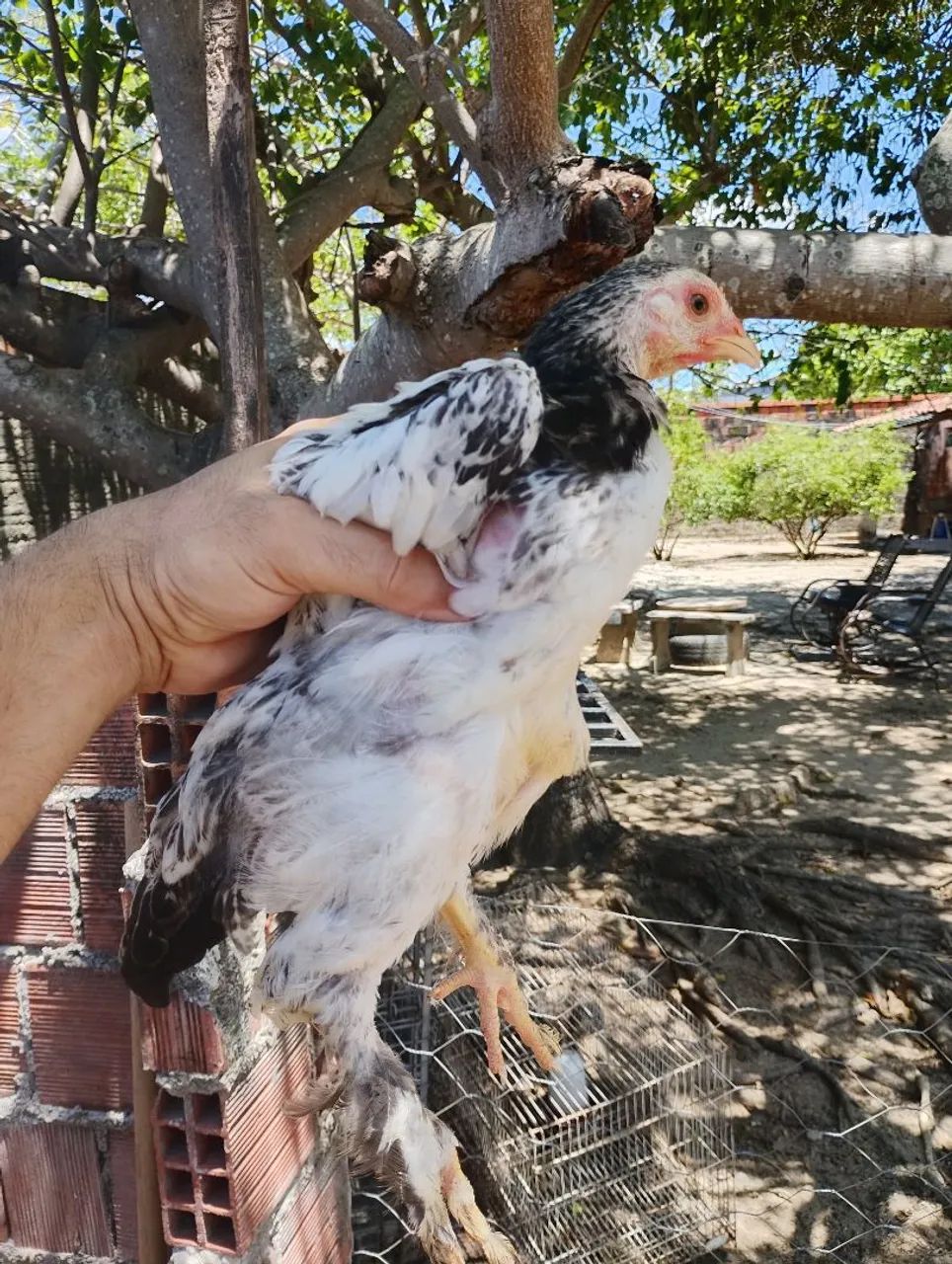 Frango de sedosa e Brahma  - Foto 5