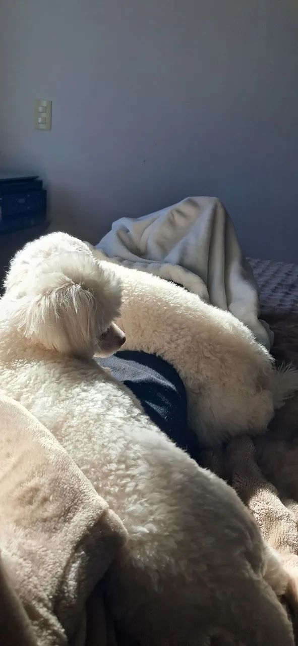 Poodle fêmea 8 meses - Foto 4
