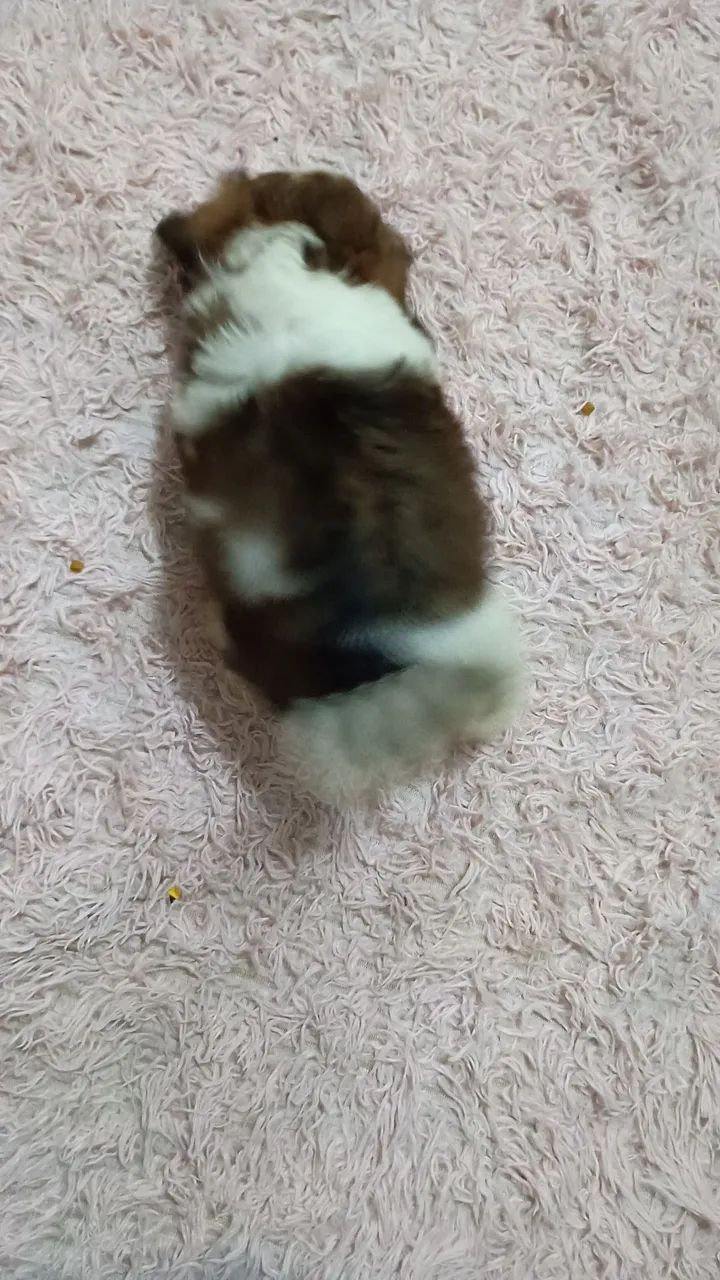 Cachorro Shitzu  - Foto 3