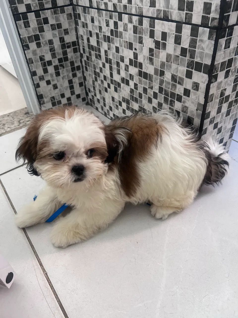 Cachorro - Foto 2