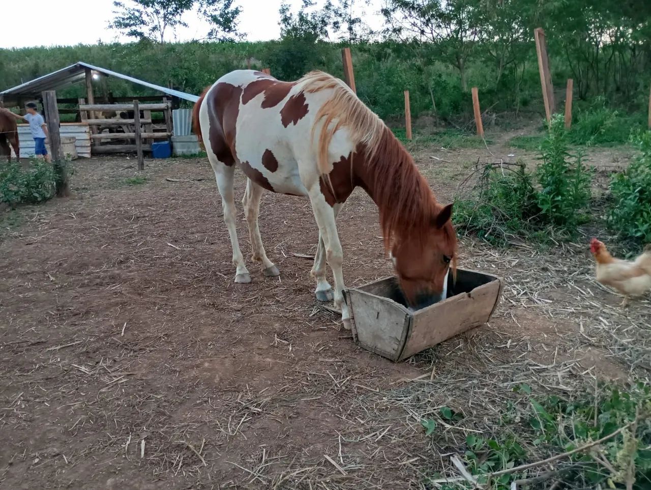 Égua QM - Foto 5