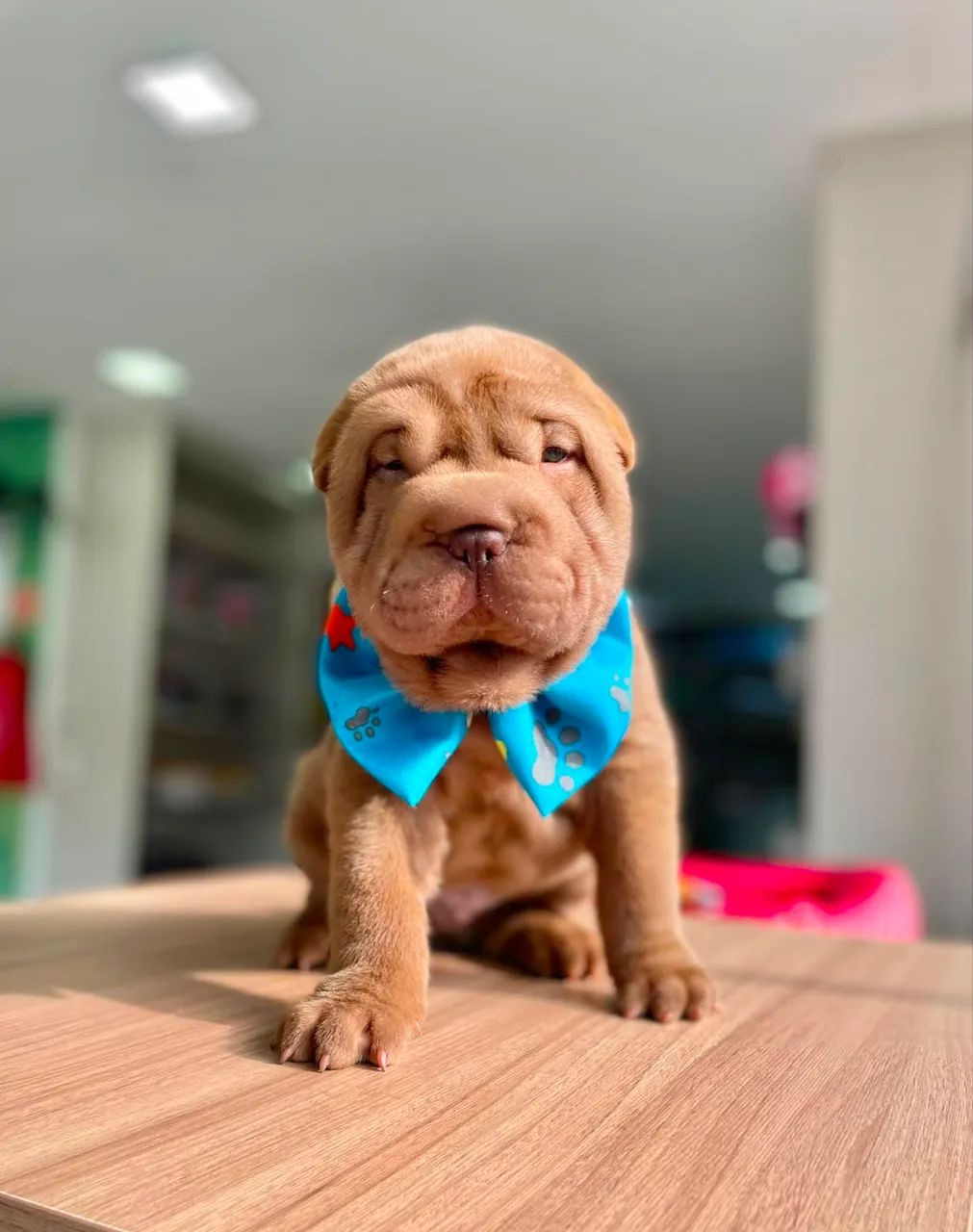 Shar pei 