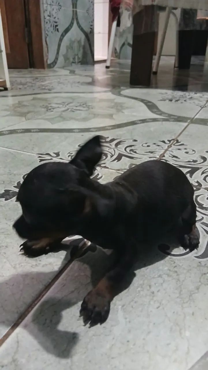 Cachorro  - Foto 2