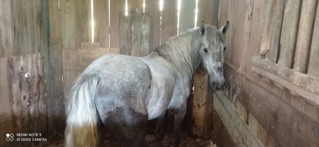 Percheron com 3 anos.