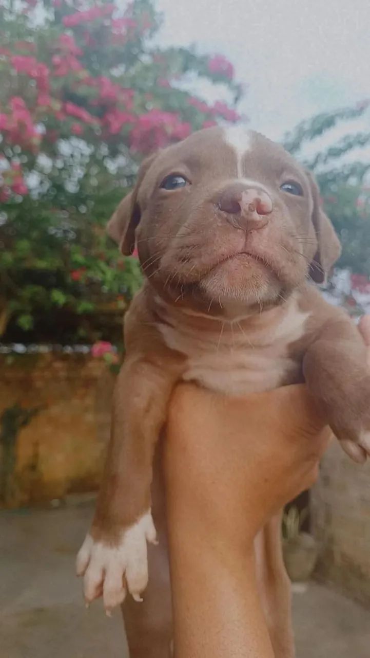 Filhotes disponíveis De Pitbul Monster  - Foto 2