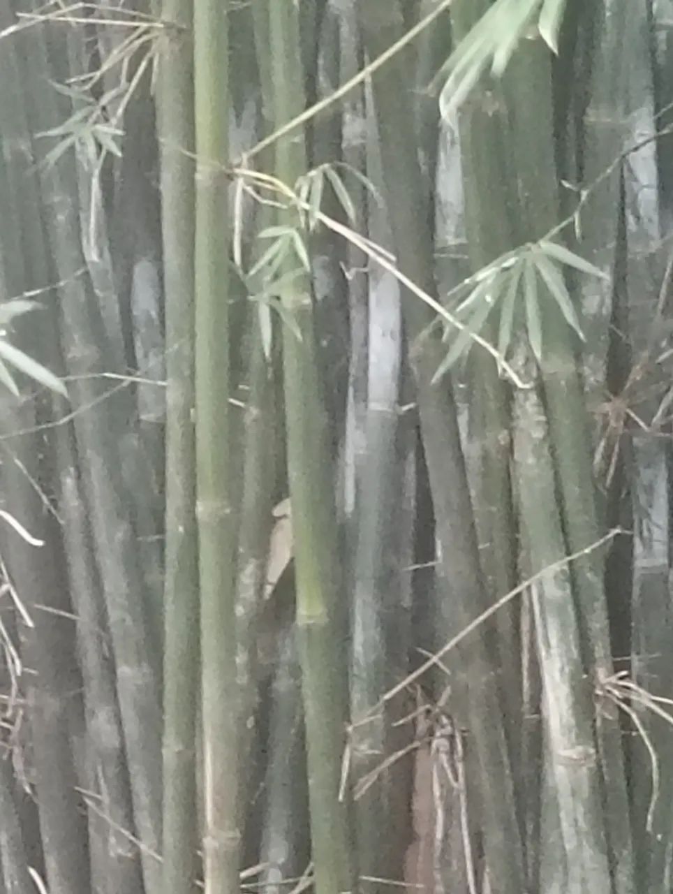 Vende se bambu in natura - Foto 2