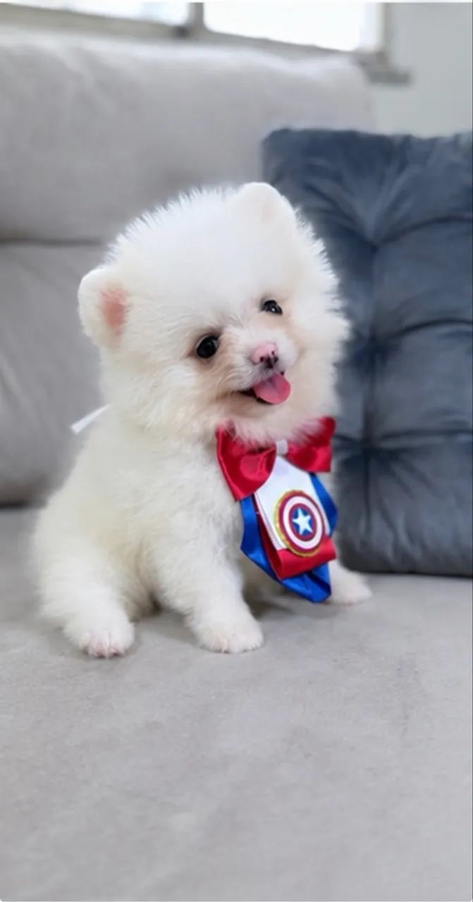 Lulu da Pomerania machinho - Foto 5
