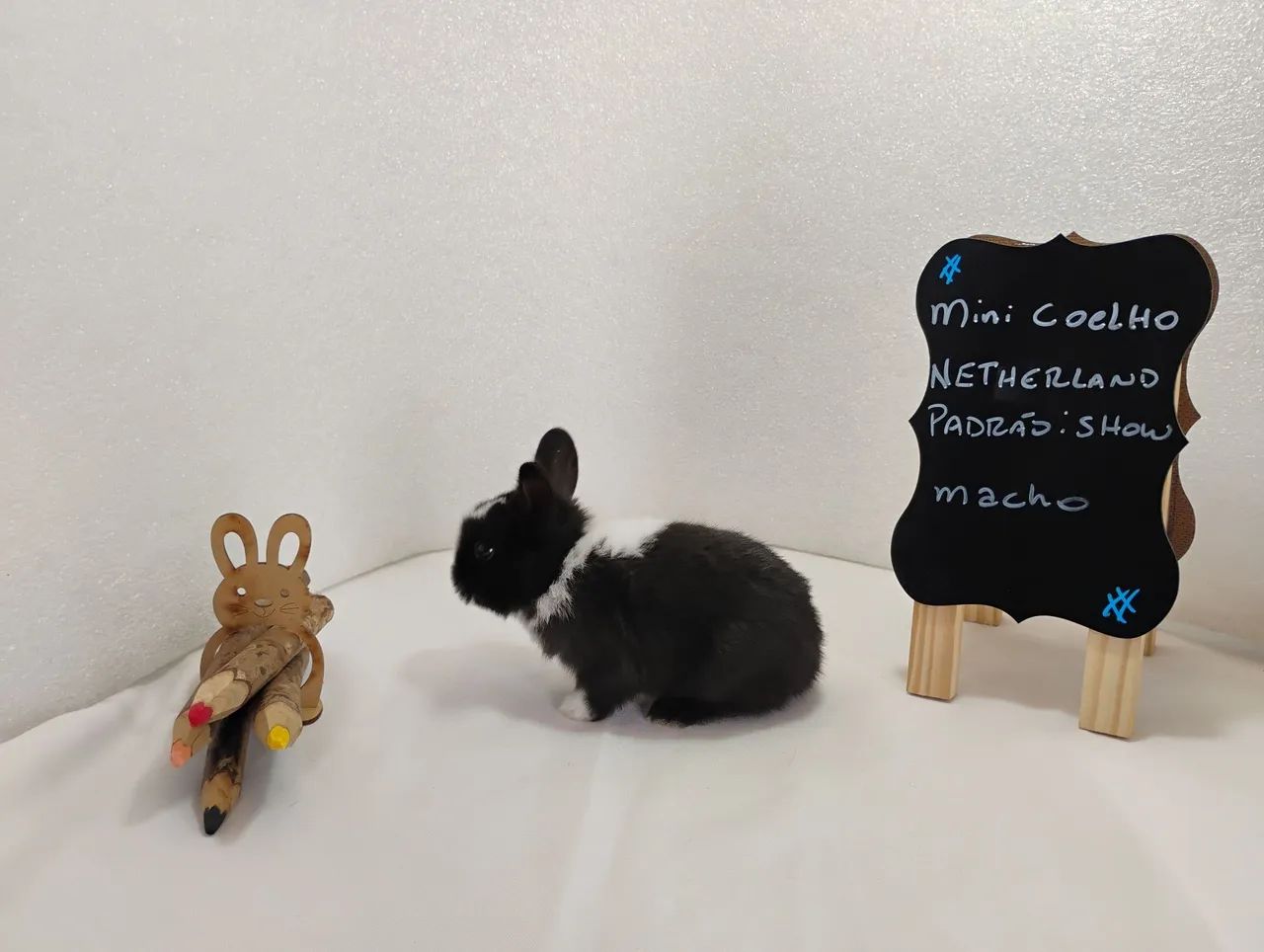 Mini Coelho Anão  - Foto 2