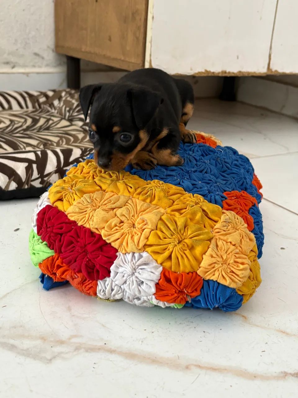 Cachorro macho pinshche - Foto 4