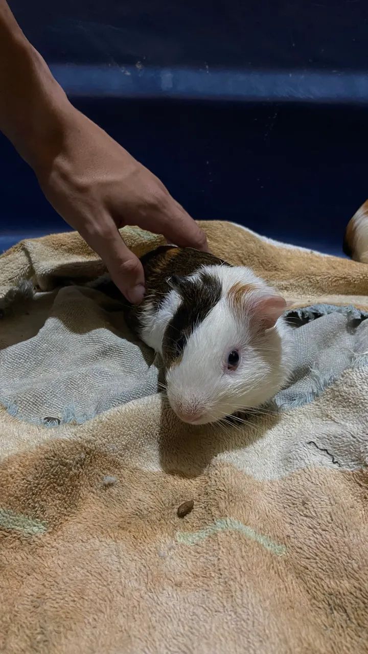 Porquinho da índia - Foto 4