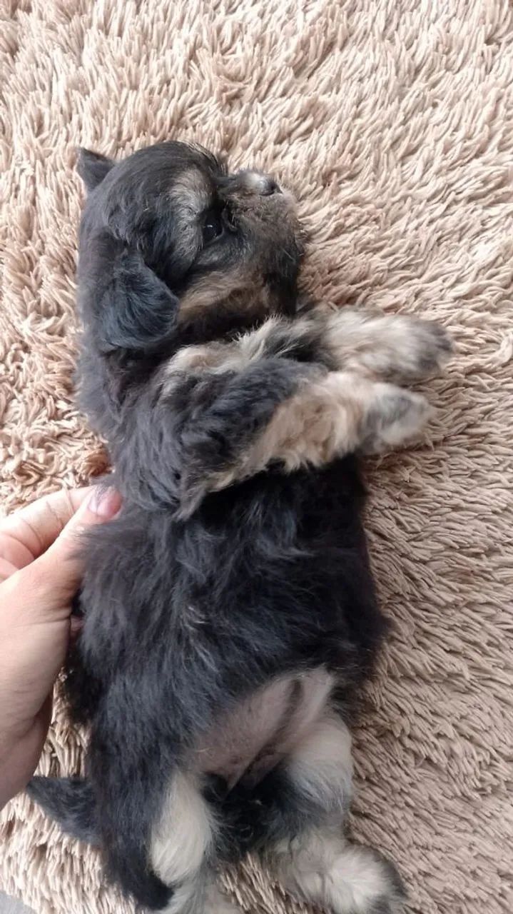 Lhasa apso  - Foto 3