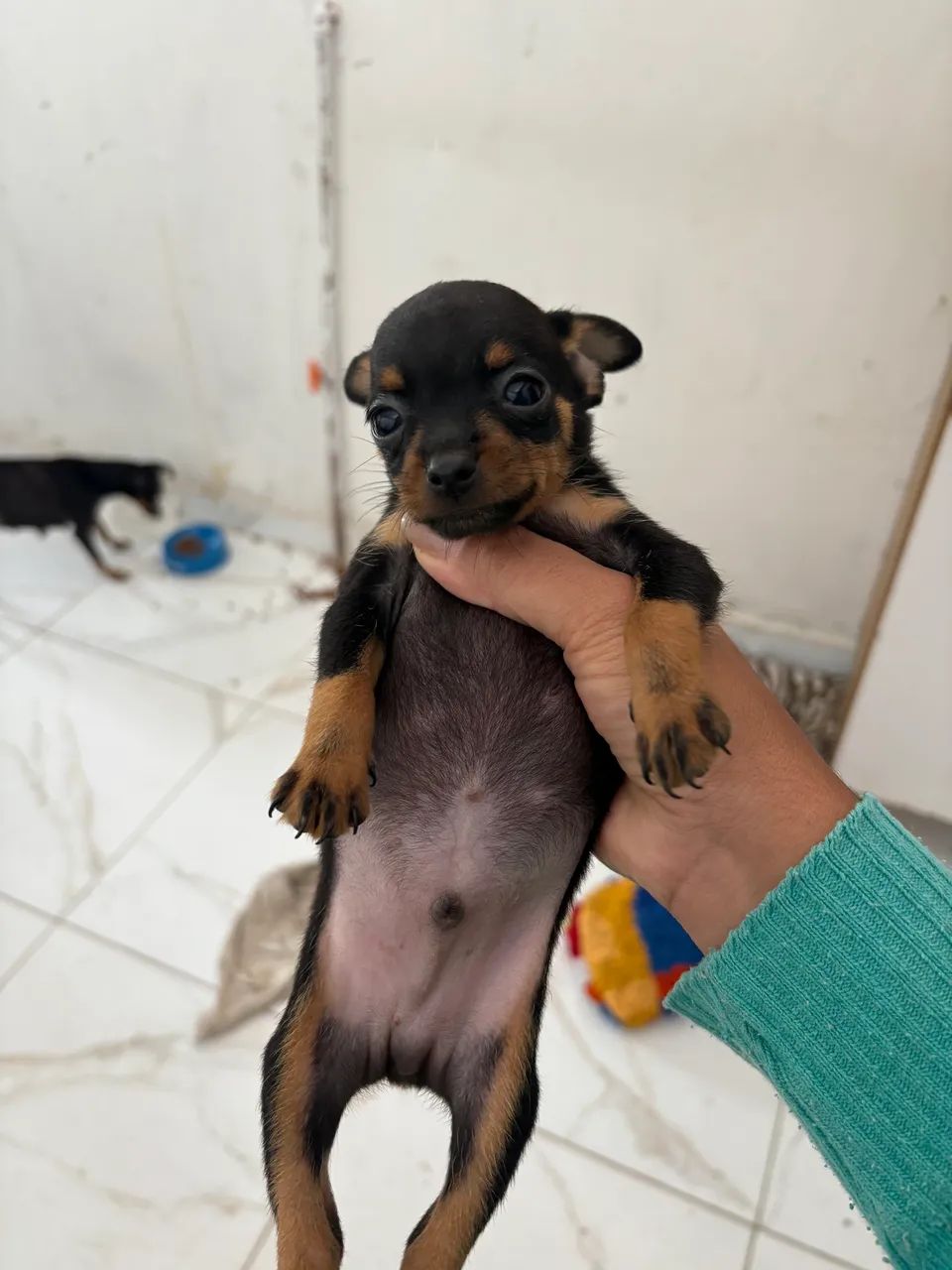 Cachorro macho pinshche