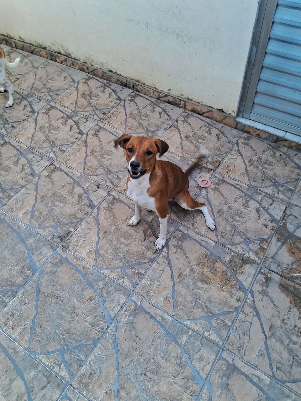 Doação cachorras - Foto 2