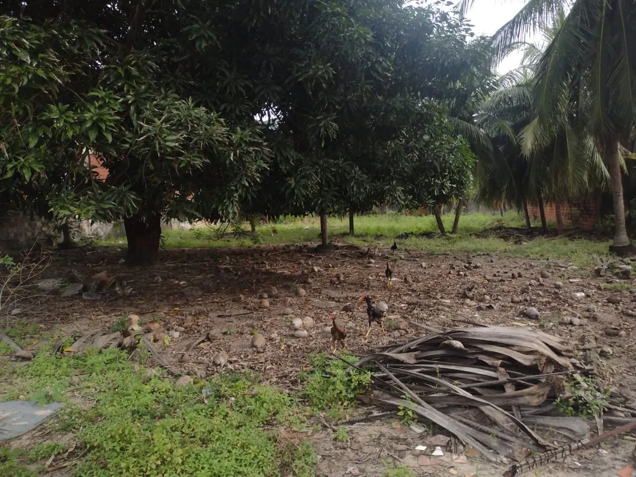 TERRENO para alugar na cidade de CAUCAIA-CE - Foto 2