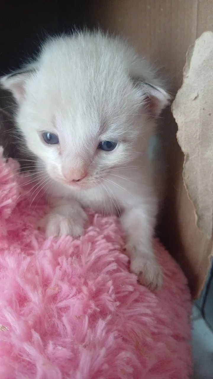 DOA- SE GATOS, TODOS SAUDÁVEIS!