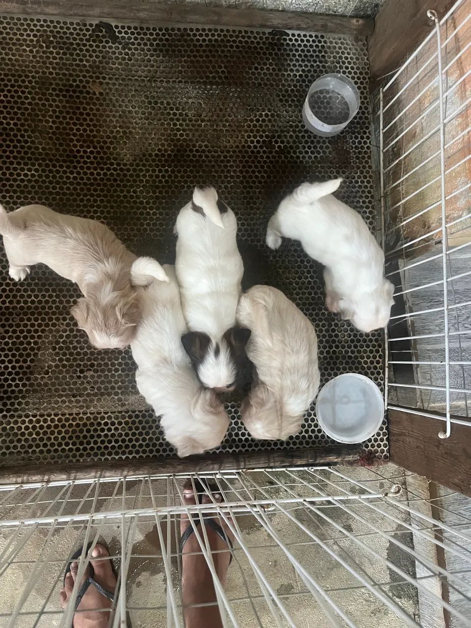 Cachorro  - Foto 5
