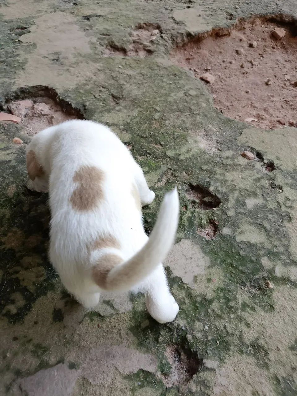 Filhotes para cão de guarda. - Foto 4