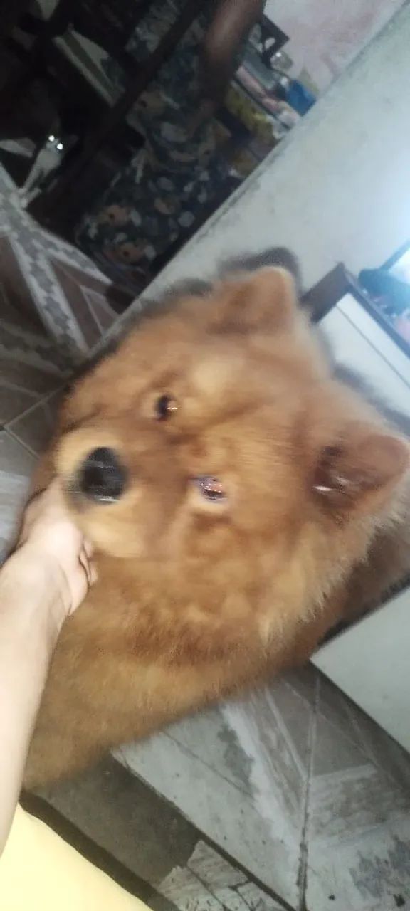 Vendo Chow Chow  - Foto 2
