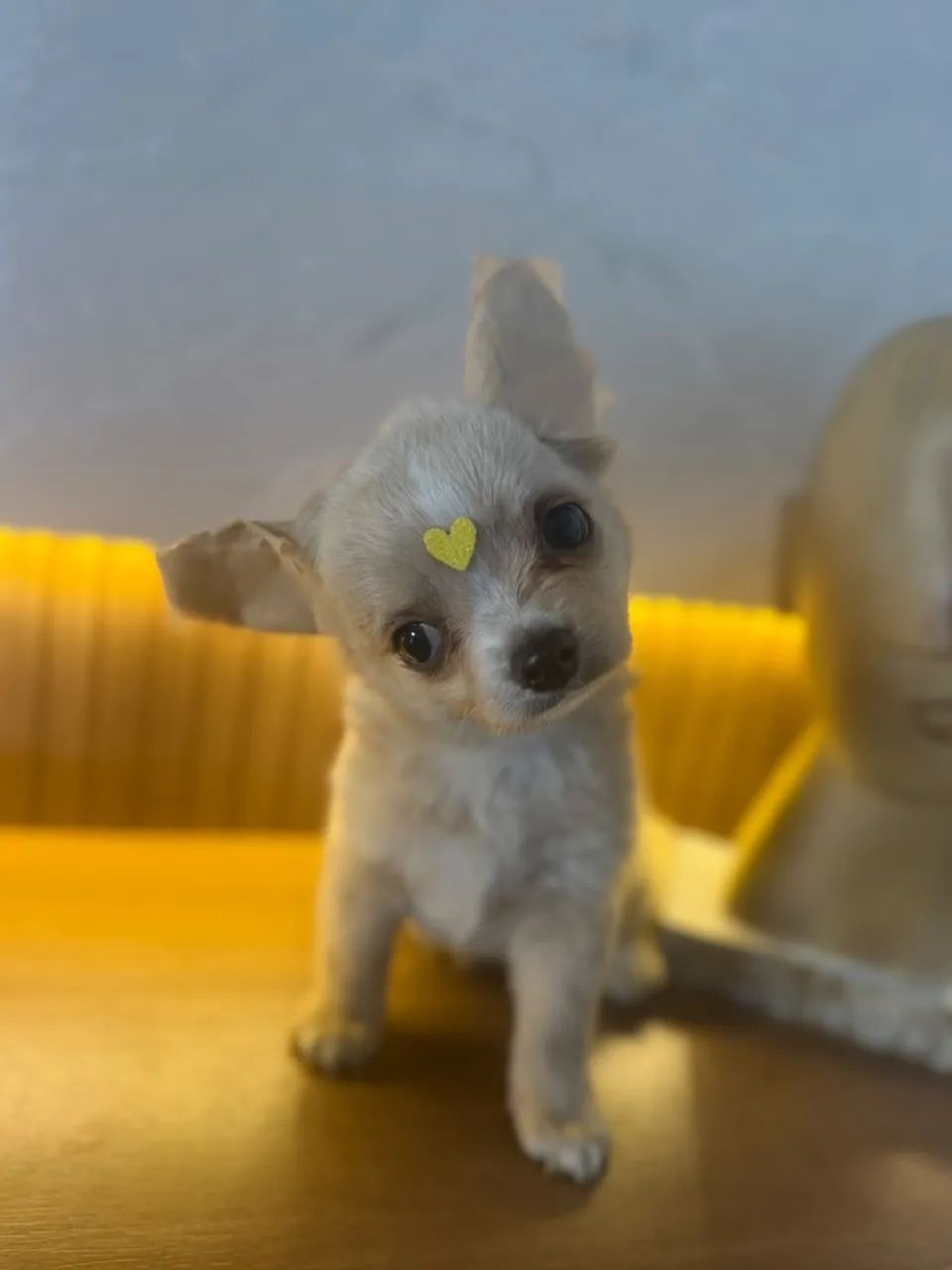 chihuahua pelo longo  - Foto 4