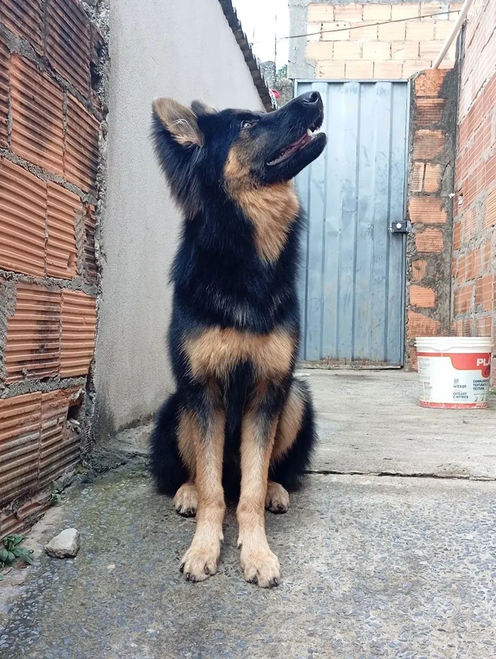 Cachorro  - Foto 3