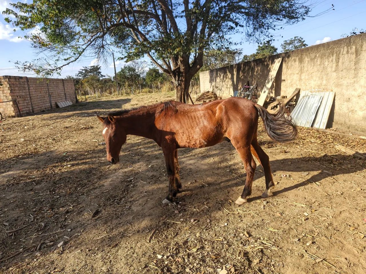 cavalo 