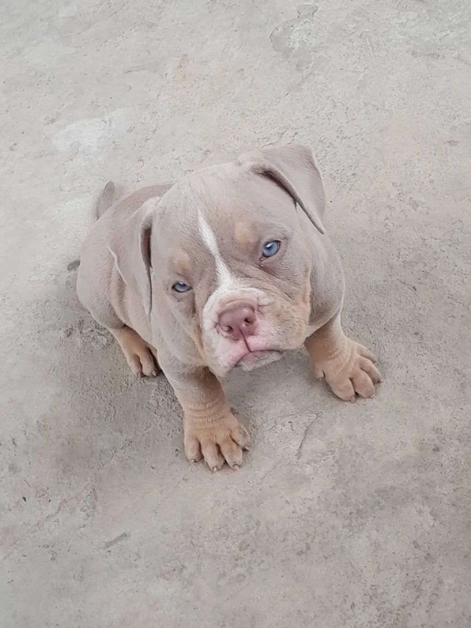 american bully pode perguntar estou aberto a conversa - Foto 4