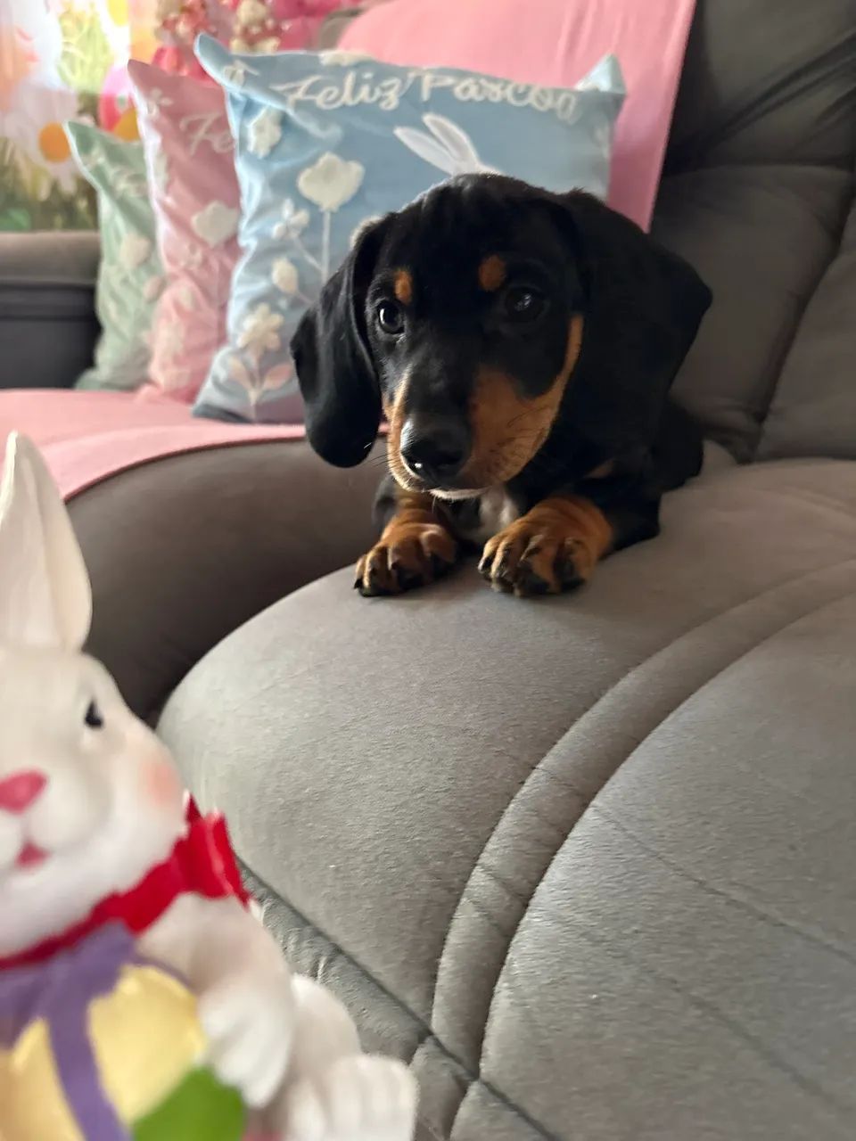 Machinho de linguiçinha - Foto 2