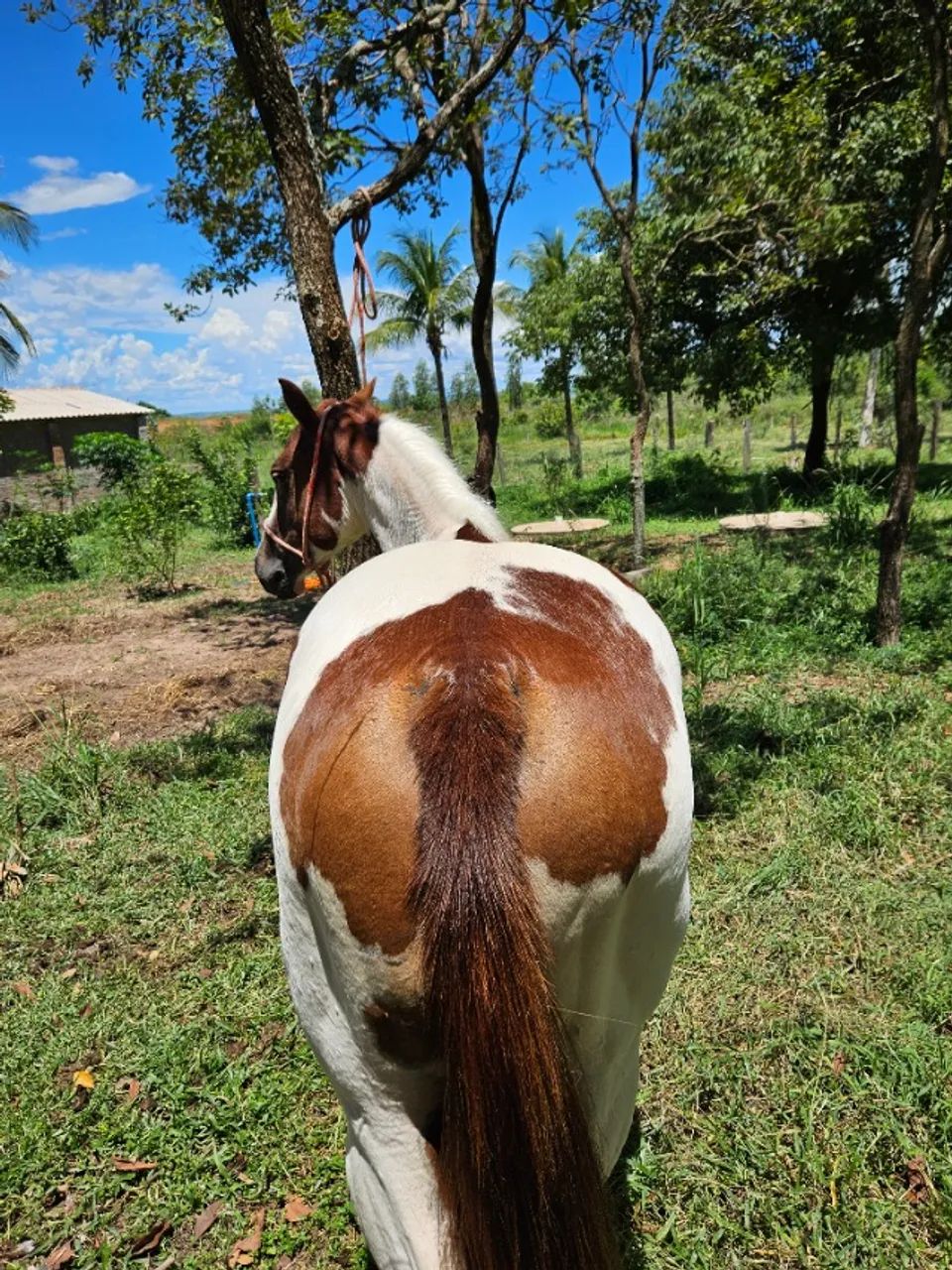 Égua Paint Horse PO