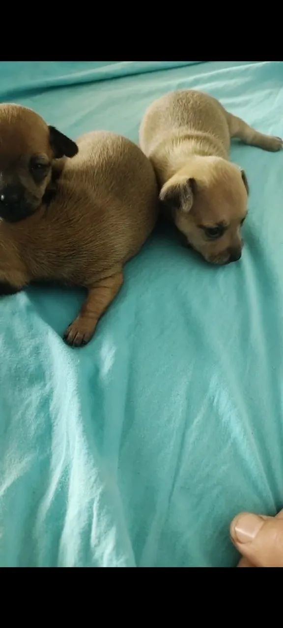 Pinscher miniatura  - Foto 4