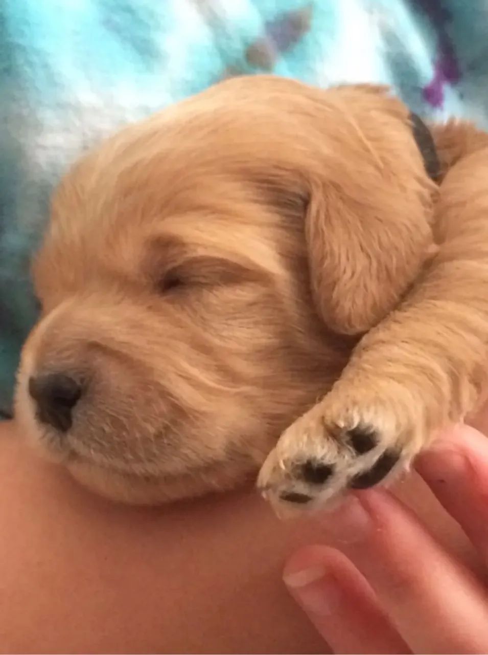 cachorro - Foto 2