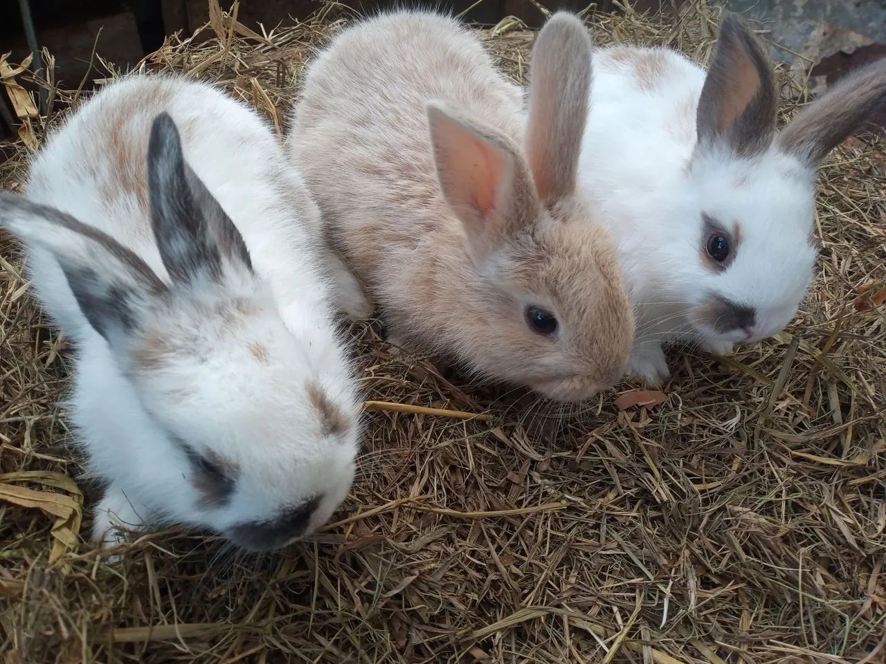 Coelhos - Foto 4
