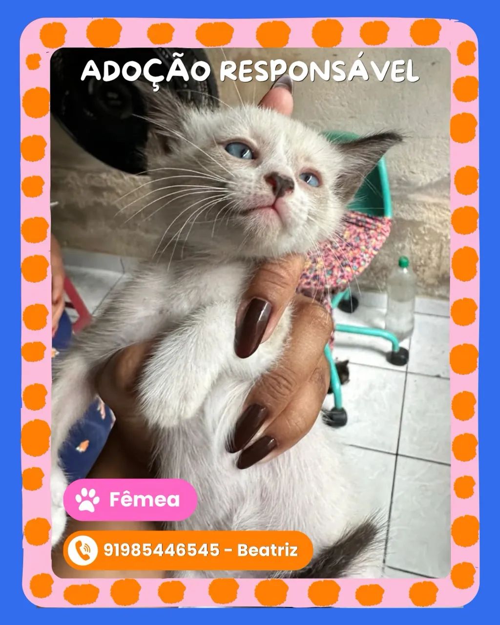 Adoção responsável  - Foto 2