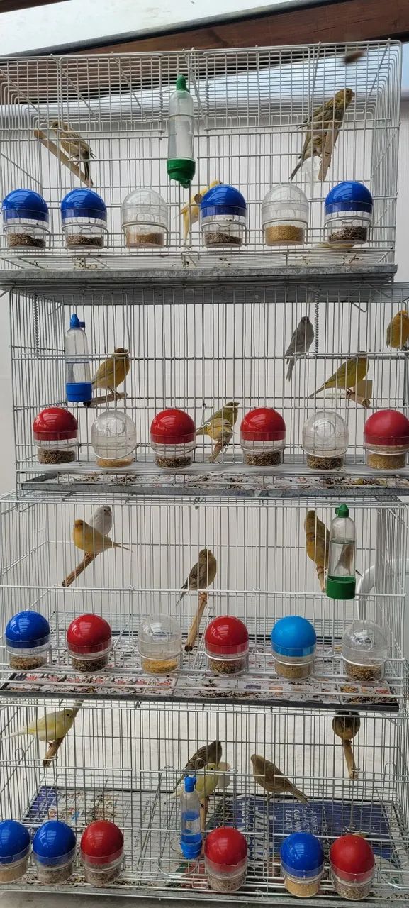 Gaiolas 