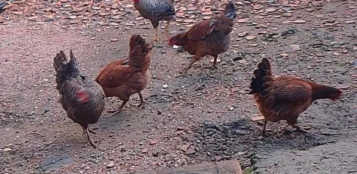 Galinhas e galo