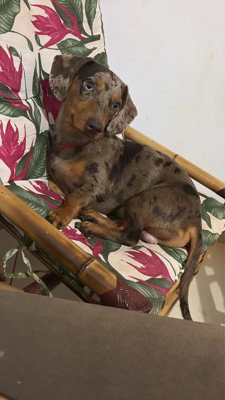 Cachorro 