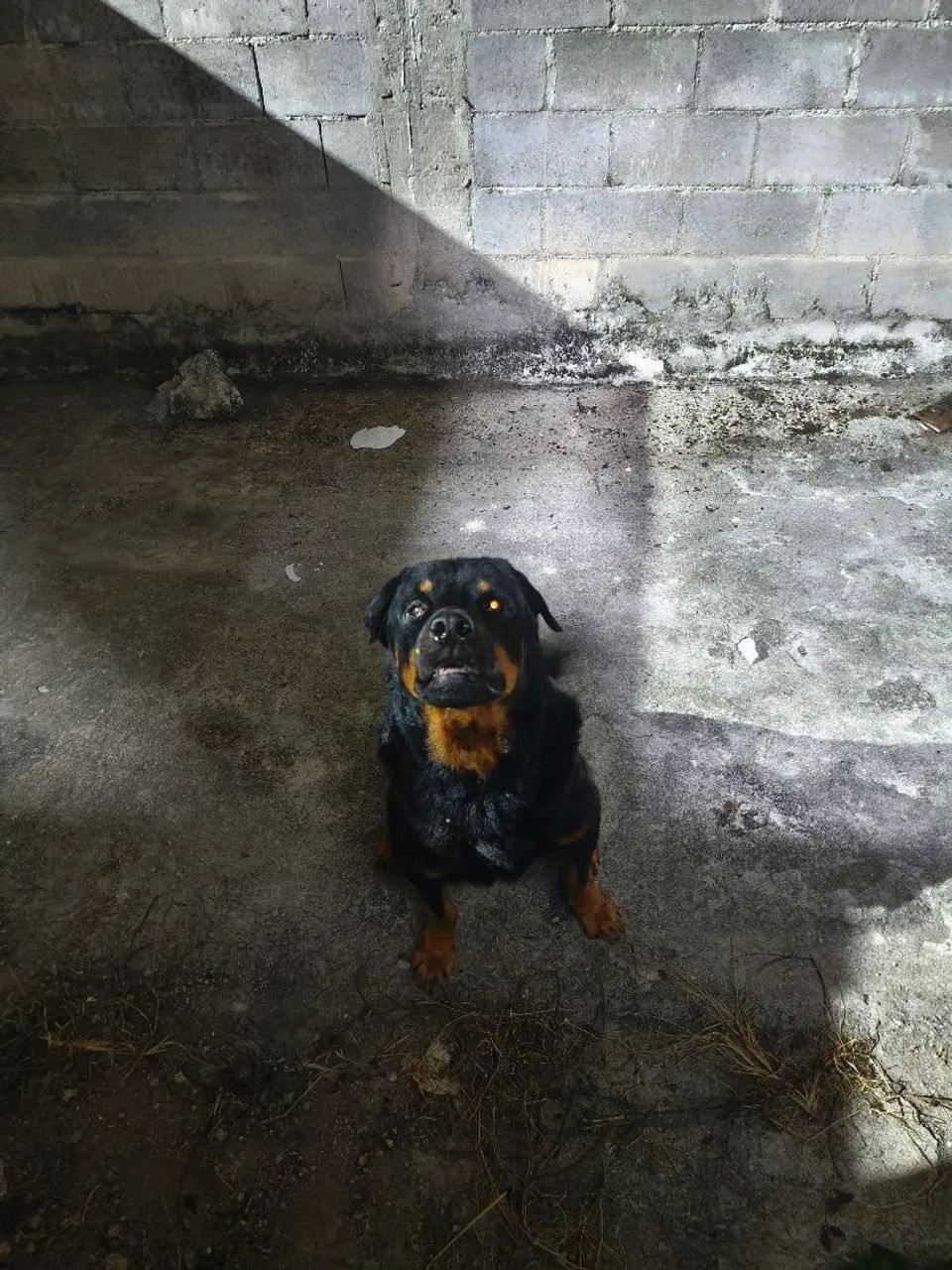Rottweiler macho para cobertura  - Foto 2