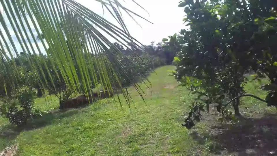 SITIO PRODUTIVO - Foto 3