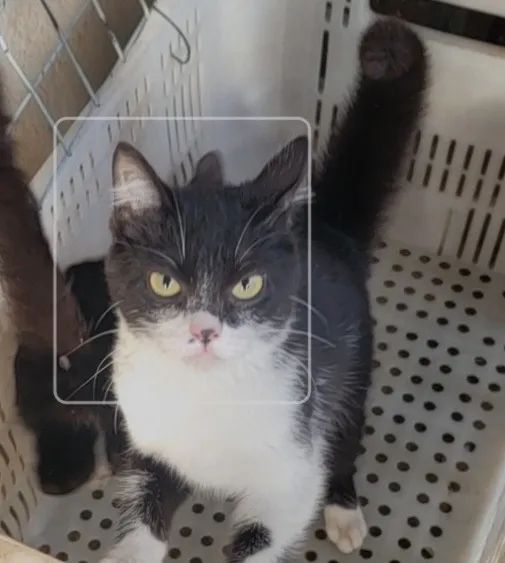 Doação de gatos - Foto 3