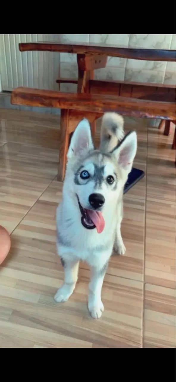 Pet