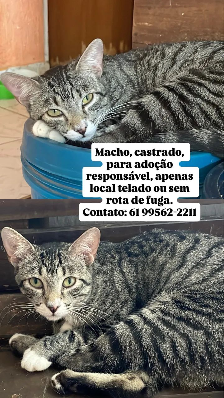Gatos para adoção  - Foto 2