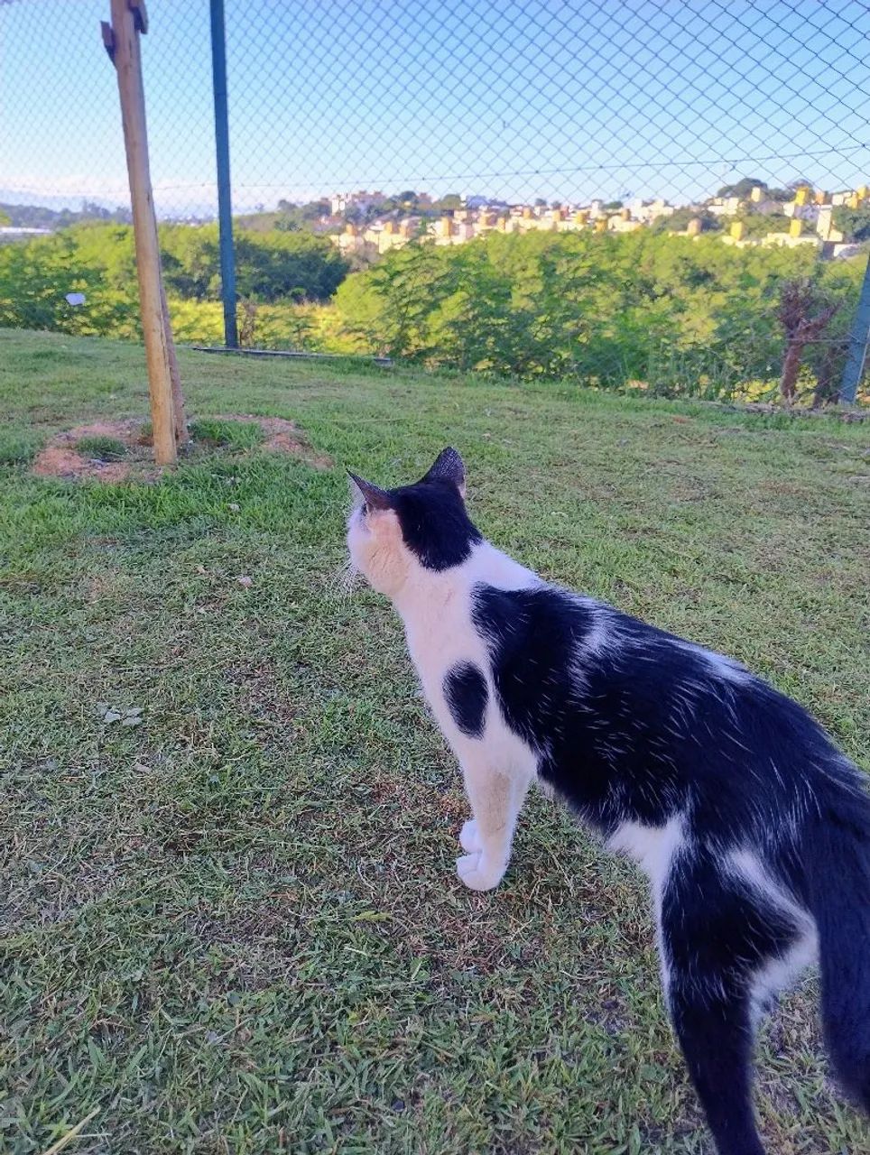 Charles Chaplin felino gatinho adoção responsável  - Foto 4