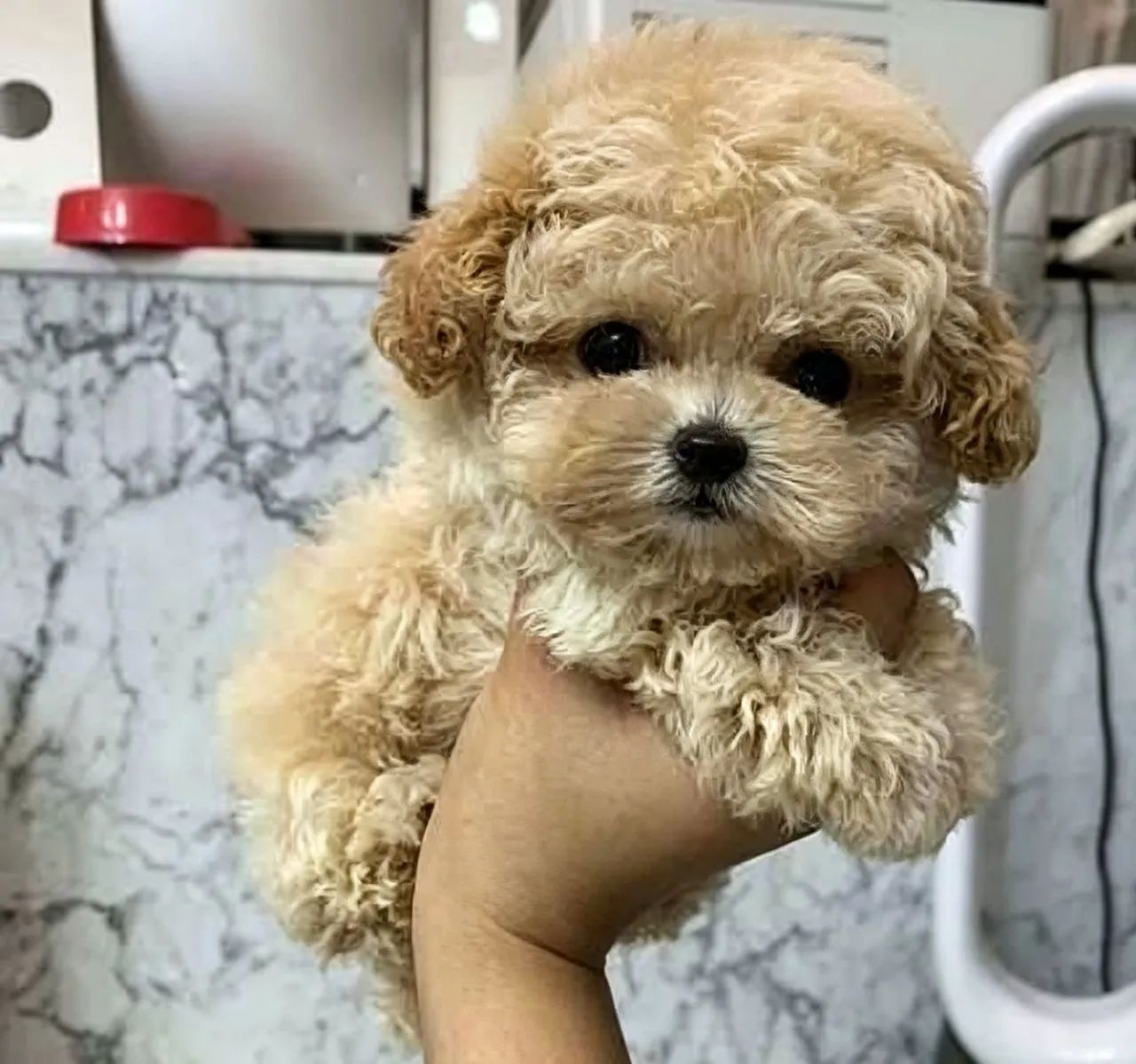 Poodle toy 