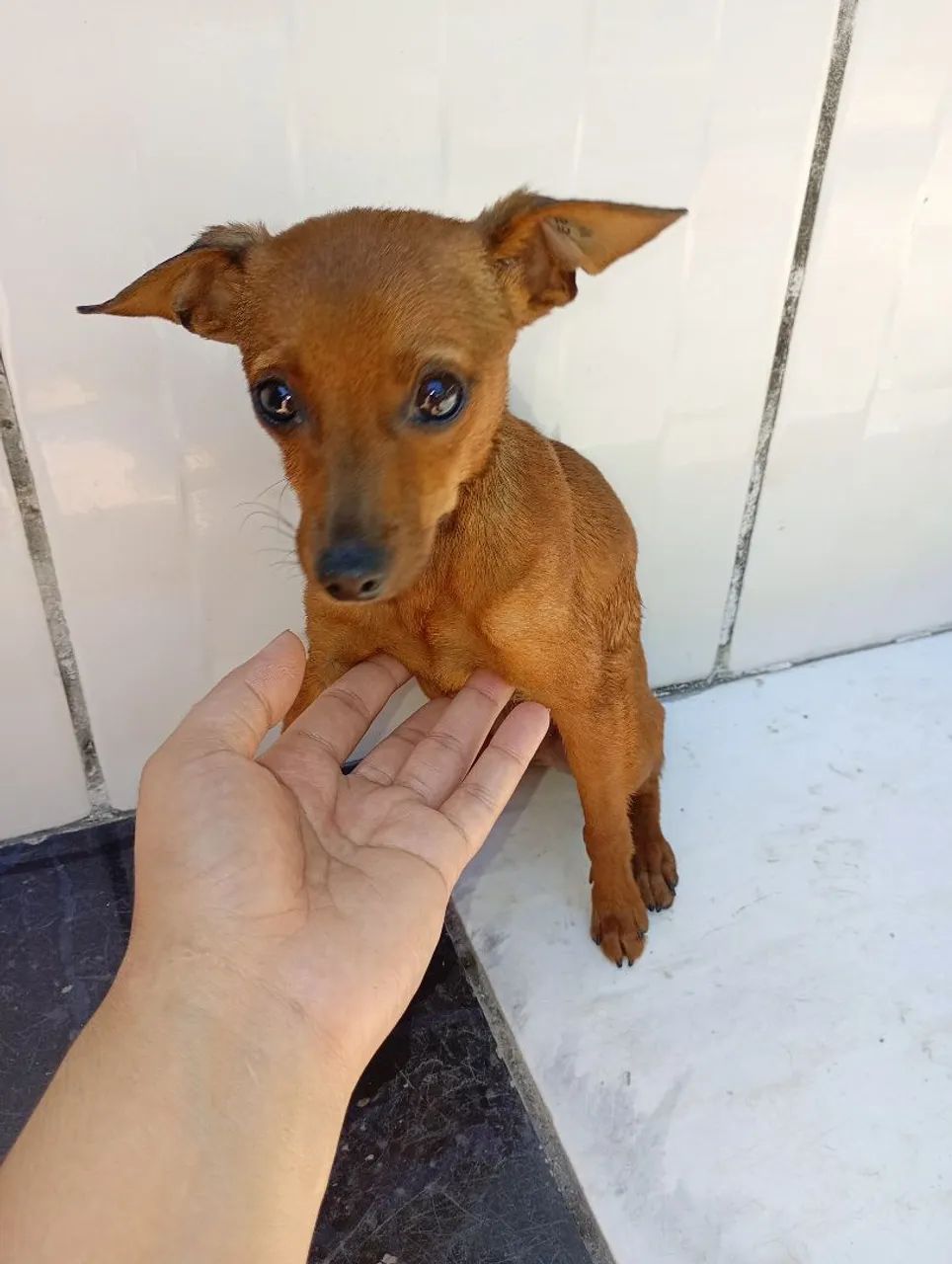 Vende se Pincher 01